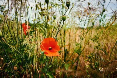 Parlak kırmızı gelincik (Papaver orientale) gün ışığında kır çiçeklerinin arasında.