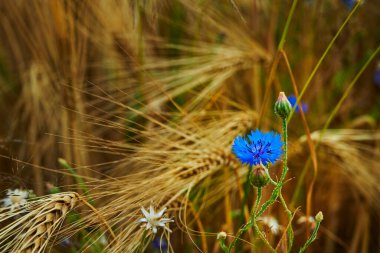 Bir tahıl tarlasında mavi kantaron (Centaurea siyanus) makrosu.