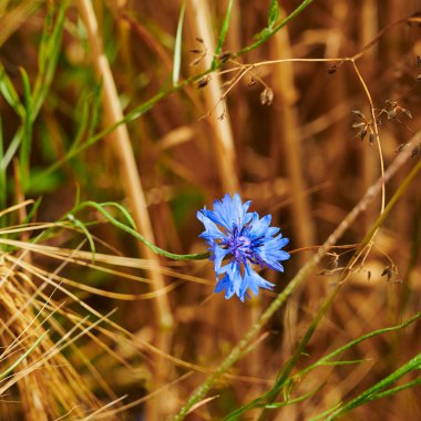 Bir tahıl tarlasında mavi kantaron (Centaurea siyanus) makrosu.