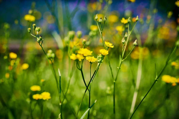 Blick Auf Gelbe Wildblumen Vor Unkonzentriertem Violettem Lavendel Hintergrund — Stockfoto