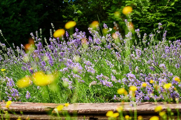 Vista Exuberante Lavanda Lavandula Angustifolia Entre Flores Silvestres Borrosas Amarillas —  Fotos de Stock