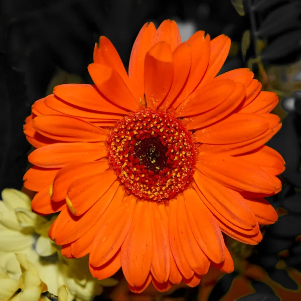 Makro Skott Apelsin Gerbera Gerbera Viridifolia Solen Mot Desaturerad Bakgrund — Stockfoto