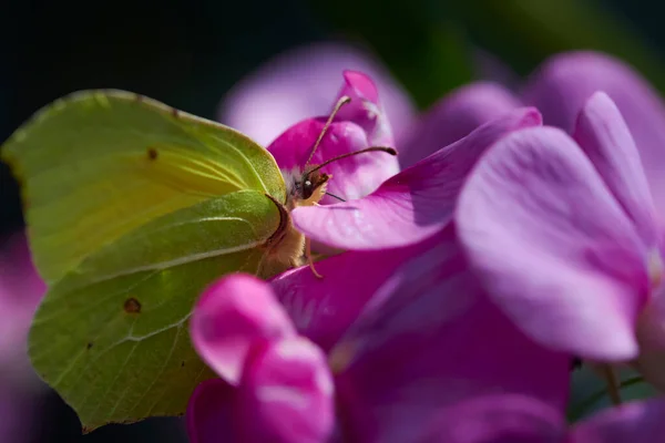 Extrém Makró Lövés Egy Kénköves Pillangó Gonepteryx Rhamni Egy Rózsaszín — Stock Fotó