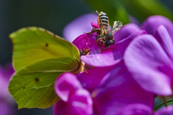 Großaufnahme Einer Honigbiene Apis Mellifica Die Auf Einem Rosa Wicken — Stockfoto