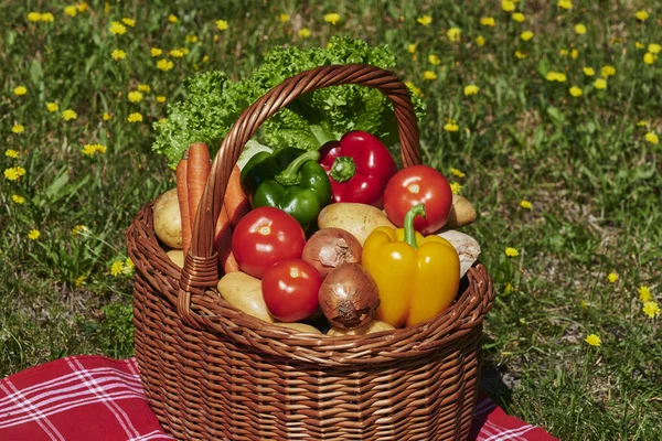 Basket Various Vegetables Sunlight Meadow Yellow Flowers — Stock Photo, Image