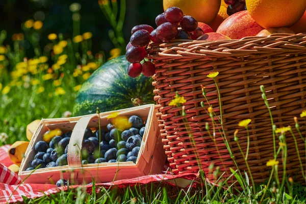 Korb Mit Verschiedenen Früchten Sonnenlicht Auf Einer Wiese Mit Gelben — Stockfoto