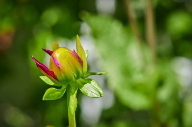 Yıldız çiçeğinin kapalı tomurcuğunun güneş ışığında makro çekimi.