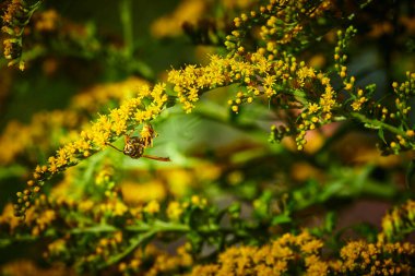 Bahçede altın bir değnek (Solidago) üzerinde oturan bir eşekarısı (Polistes dominula) görüntüsü.