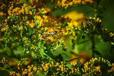 Bahçede altın bir değnek (Solidago) üzerinde oturan bir eşekarısı (Polistes dominula) görüntüsü.