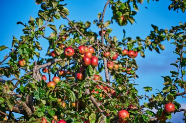 Bir sürü olgun ve kırmızı elmalı fazla gelişmiş elma ağacı..