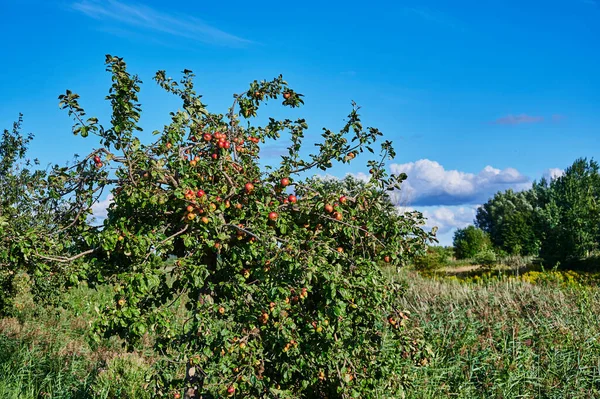 Überwachsener Apfelbaum Mit Vielen Reifen Und Roten Äpfeln — Stockfoto