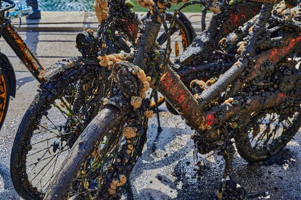 Berlin 'in orta kesimindeki Spree Nehri' nden tamamen çamur, algler ve midyelerle kaplı bisiklet ve diğer nesneler adanmış vatandaşlar tarafından kurtarıldı..