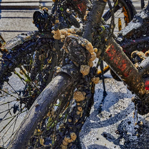 Berlin 'in orta kesimindeki Spree Nehri' nden tamamen çamur, algler ve midyelerle kaplı bisiklet ve diğer nesneler adanmış vatandaşlar tarafından kurtarıldı..