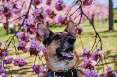 Alman çoban köpeği ve Labrador Retriever arasında bir badem ağacının altında melez bir köpek..