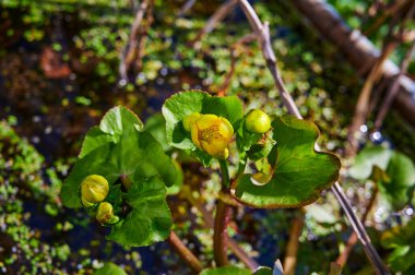 Bataklık kadife çiçeğinin (Caltha palustris) yeni açılan çiçekleri..