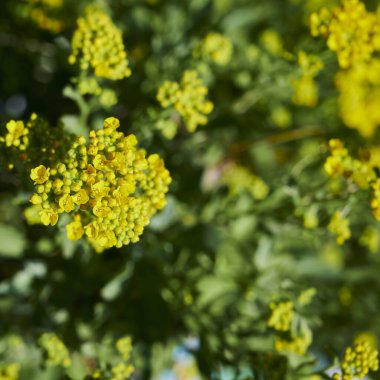Bataklık kadife çiçeğinin (Caltha palustris) yeni açılan çiçekleri..