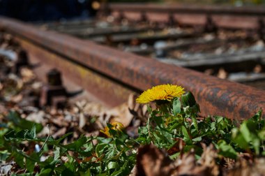 Düğünçiçeği eski ve paslı bir demiryolunun kenarında.