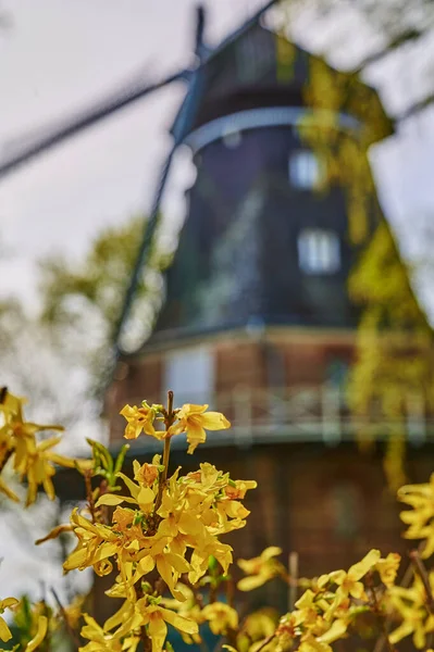 Yellow Flowering Forsythia Genus Forsythia Front Blurred Historic Windmill Berlin — Stock Photo, Image