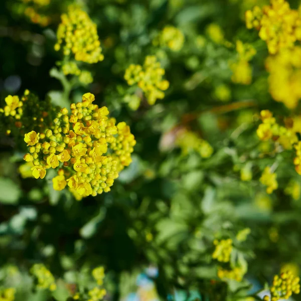 Closeup Blossoms Marsh Marigold Caltha Palustris Just Opening — Stock Photo, Image