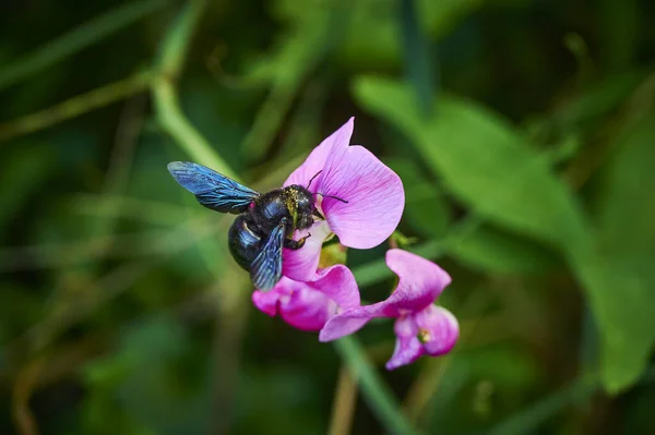 庭のベッチのカーペンター蜂 Xylocopa Genus Vicia — ストック写真