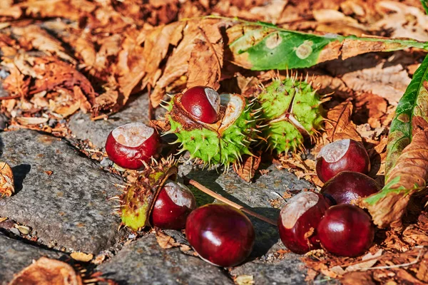 Kaštany Aesculus Hippocastanum Ležící Slunečného Podzimního Dne Obrubníku — Stock fotografie