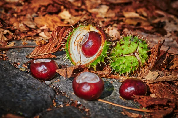 Kastanjes Aesculus Hippocastanum Liggend Aan Een Stoeprand Een Zonnige Herfstdag — Stockfoto