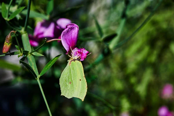 Großaufnahme Eines Schmetterlings Gonepteryx Rhamni Der Auf Einem Rosa Wicken — Stockfoto