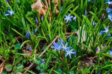 Güneş ışığının altında bir orman açıklığında açan birçok squill 'in (Scilla siberica) yakın çekimi.