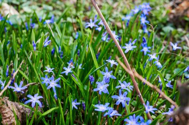 Güneş ışığının altında bir orman açıklığında açan birçok squill 'in (Scilla siberica) yakın çekimi.
