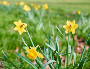 Çiçek açan nergislerin manzarası, bir bahçede serpilmiştir..