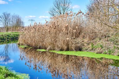 Berlin, Almanya 'nın etrafındaki su üzerinde harika yansımaları olan küçük bir dere manzarası.
