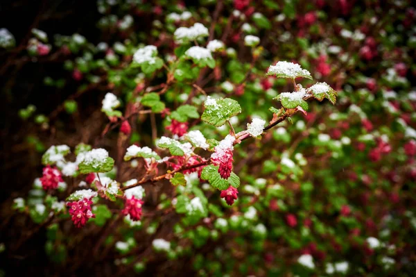 Kwiaty Liście Porzeczki Kwitnącej Ribes Sanguineum Pokrytej Śniegiem Lodem — Zdjęcie stockowe