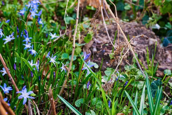 Close Many Squill Scilla Siberica Which Bloom Forest Clearing Sunshine — Stock Photo, Image