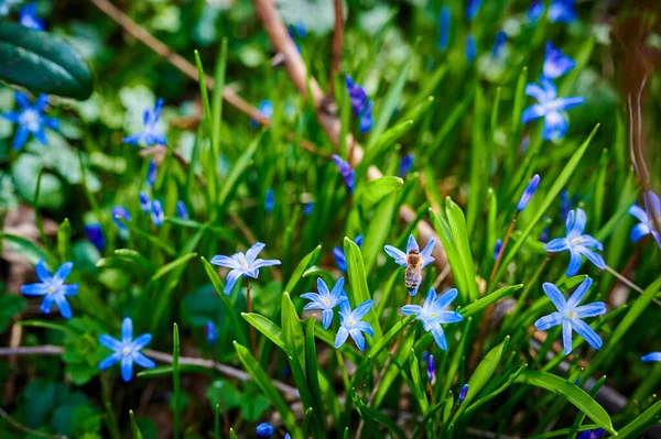 Крупним Планом Багато Кальмарів Scilla Siberica Які Цвітуть Лісі Розчищаючись — стокове фото