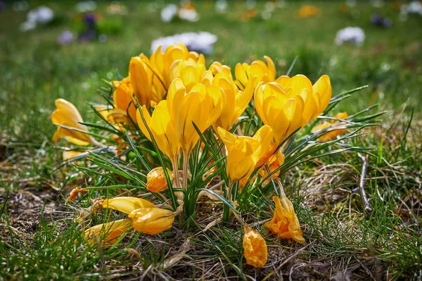 The first crocuses a year that break through the grass and whose flowers shine in the sunlight.