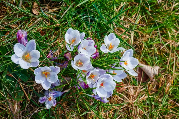 The first crocuses a year that break through the grass and whose flowers shine in the sunlight.