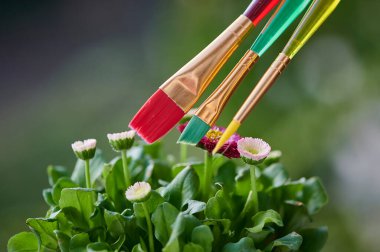 Güneş altında mor ve beyaz papatyalar. Renkli fırçalar doğanın güçlü renklerini sembolize eder.
