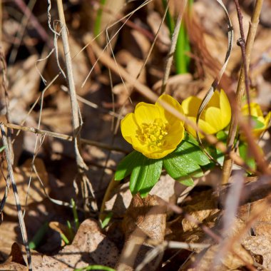 Güneş ışığındaki kuru yapraklar arasındaki (Eranthis hyemalis) bir kış aconitinin çiçeğinin yakın çekimi.