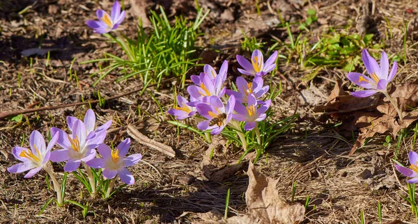 The first crocuses a year that break through the dry soil and whose flowers shine in the sunlight.