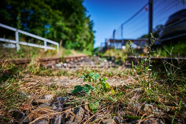 Zelden Gebruikte Verweerde Spoorlijn Die Geleidelijk Overwoekerd Raakt Door Planten — Stockfoto