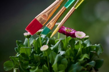 Güneş altında mor ve beyaz papatyalar. Renkli fırçalar doğanın güçlü renklerini sembolize eder.