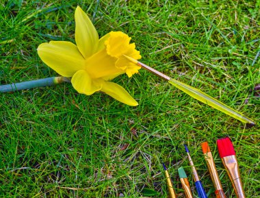 Sarı jonquil çimlerin üzerinde yatıyor. Renkli fırçalar doğanın güçlü renklerini sembolize eder.