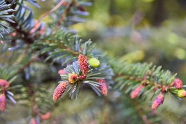 Baharda bir köknar ağacının taze ve yeşil filizleri..