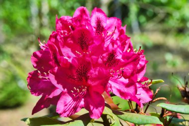 Bir rhododendronun pembe çiçeklerinin (rhododendron cinsi) güneşte makro çekimi.