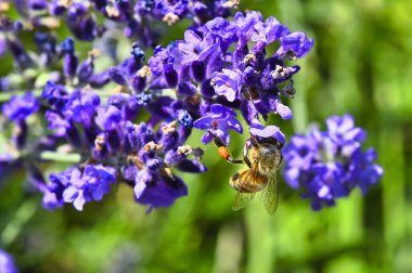 Lavandula angustifolia) yabani bir otlakta lavanta (Apis).
