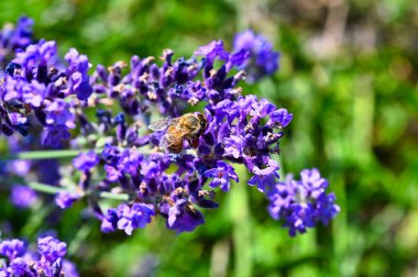 Lavandula angustifolia) yabani bir otlakta lavanta (Apis).