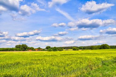 Almanya, Aşağı Saksonya 'da mavi ve bulutlu bir gökyüzü altında ufuktaki ağaçlara yeşil tarlaların üzerinden bak.