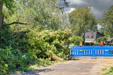 Almanya, Berlin 'deki şiddetli fırtınadan sonra düşen bir ağacın kalıntıları. Yol hala kapalı çünkü dallar yolu kapatıyor..