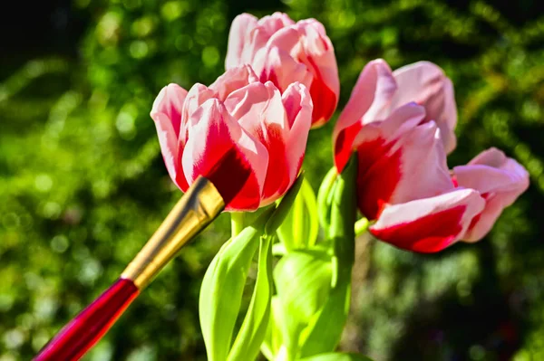 Czerwono Biały Tulipan Słońcu Czerwona Szczotka Symbolizuje Silne Kolory Natury — Zdjęcie stockowe