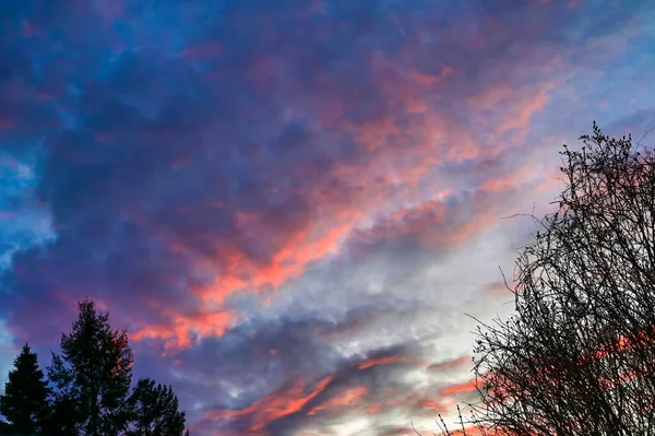 夕日に照らされたオレンジ色の雲が印象的な夜空の前の木々 写真はシルエットのように見え 木々は黒くレンダリングされています — ストック写真